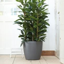 Bloempot Elho Brussels Rond 47cm - Met Wielen - Antraciet -Warentuin elho brussels rond wielen 47 grijs bloempot 7 7