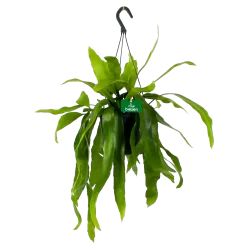 Epiphyllum Pumilum - In Hangpot - P17 H40 - Kamerplant