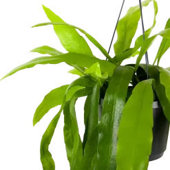 Warentuin -Warentuin epiphyllum pumilum in hangpot p17 h40 5 1