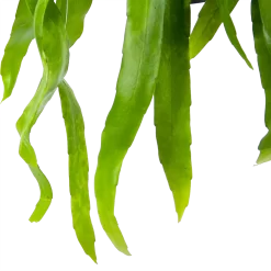 Epiphyllum Pumilum - In Hangpot - P17 H40 - Kamerplant -Warentuin epiphyllum pumilum in hangpot p17 h40 6 1