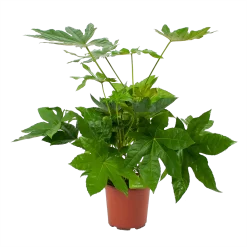Fatsia Japonica - Vingerplant - P19 H60 - Kamerplant
