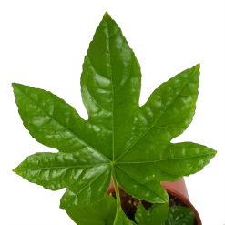 Warentuin -Warentuin fatsia japonica vingerplant p19 h60 4