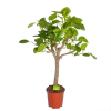 Ficus Altissima - Vertakt - P27 H130 - Kamerplant