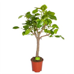 Ficus Altissima - Vertakt - P27 H130 - Kamerplant