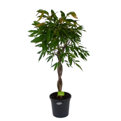 Ficus Binnendijkii Amstel King Op Gevlochten Stam - Treurvijg - P31 H140 - Kamerplant