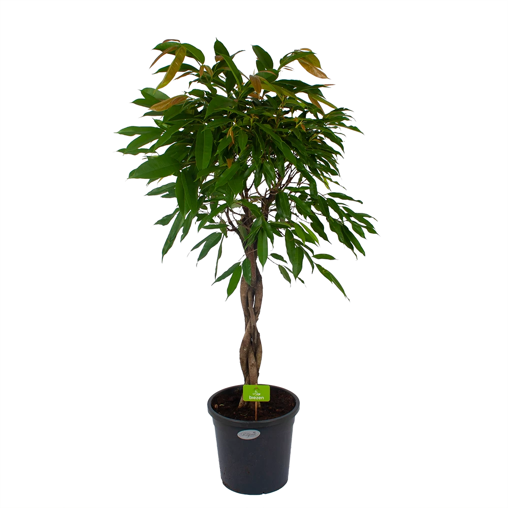 Ficus Binnendijkii Amstel King Op Gevlochten Stam - Treurvijg - P31 H140 - Kamerplant