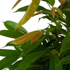 Ficus Binnendijkii Amstel King Op Gevlochten Stam - Treurvijg - P31 H140 - Kamerplant -Warentuin ficus binnendijkii amstel king op gevlochten stam treurvijg p31 h140 5