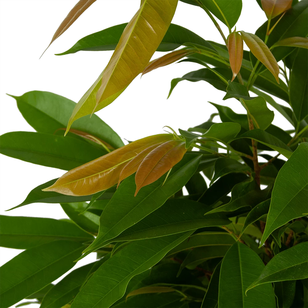 Ficus Binnendijkii Amstel King Op Gevlochten Stam - Treurvijg - P31 H140 - Kamerplant - Afbeelding 3