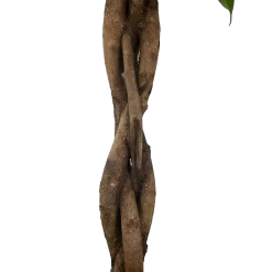 Ficus Binnendijkii Amstel King Op Gevlochten Stam - Treurvijg - P31 H140 - Kamerplant -Warentuin ficus binnendijkii amstel king op gevlochten stam treurvijg p31 h140 6