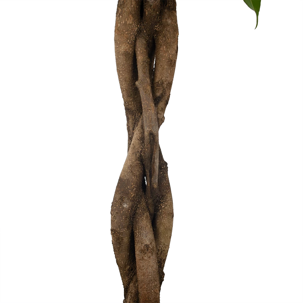 Ficus Binnendijkii Amstel King Op Gevlochten Stam - Treurvijg - P31 H140 - Kamerplant - Afbeelding 4