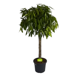 Ficus Binnendijkii Amstel King Op Stam - Treurvijg - P40 H170 - Kamerplant
