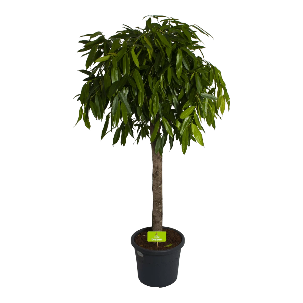 Ficus Binnendijkii Amstel King Op Stam - Treurvijg - P40 H170 - Kamerplant 1 Ficus Binnendijkii Amstel King Op Stam - Treurvijg - P40 H170 - Kamerplant