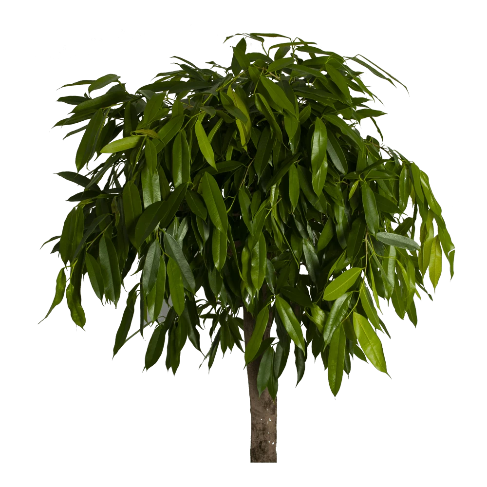 Ficus Binnendijkii Amstel King Op Stam - Treurvijg - P40 H170 - Kamerplant 2 Ficus Binnendijkii Amstel King Op Stam - Treurvijg - P40 H170 - Kamerplant - Afbeelding 2