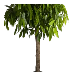 Ficus Binnendijkii Amstel King Op Stam - Treurvijg - P40 H170 - Kamerplant 6 Ficus Binnendijkii Amstel King Op Stam - Treurvijg - P40 H170 - Kamerplant -Warentuin ficus binnendijkii amstel king op stam treurvijg p40 h170 4