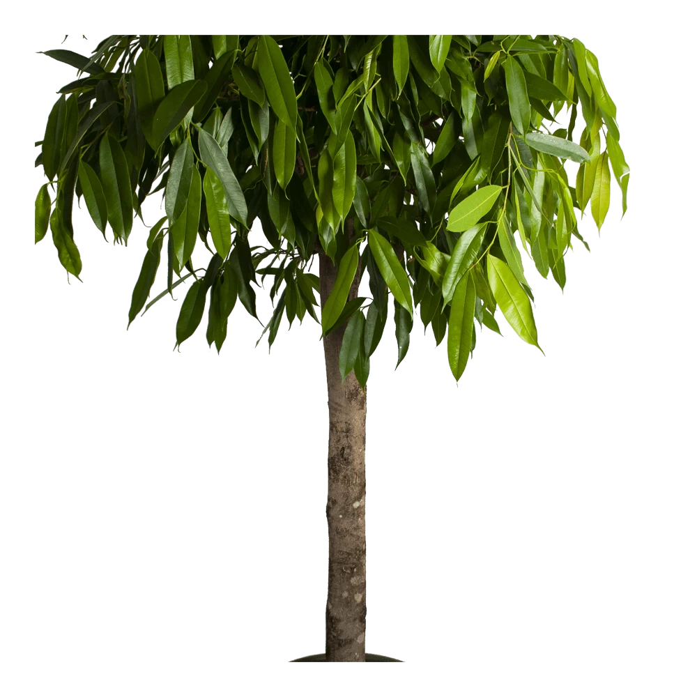 Ficus Binnendijkii Amstel King Op Stam - Treurvijg - P40 H170 - Kamerplant 3 Ficus Binnendijkii Amstel King Op Stam - Treurvijg - P40 H170 - Kamerplant - Afbeelding 3