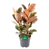 Ficus Elastica Belize - Rubberboom - P27 H100 - Kamerplant