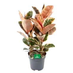 Ficus Elastica Belize - Rubberboom - P27 H100 - Kamerplant