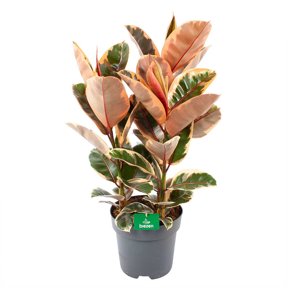 Ficus Elastica Belize - Rubberboom - P27 H100 - Kamerplant 1 Ficus Elastica Belize - Rubberboom - P27 H100 - Kamerplant