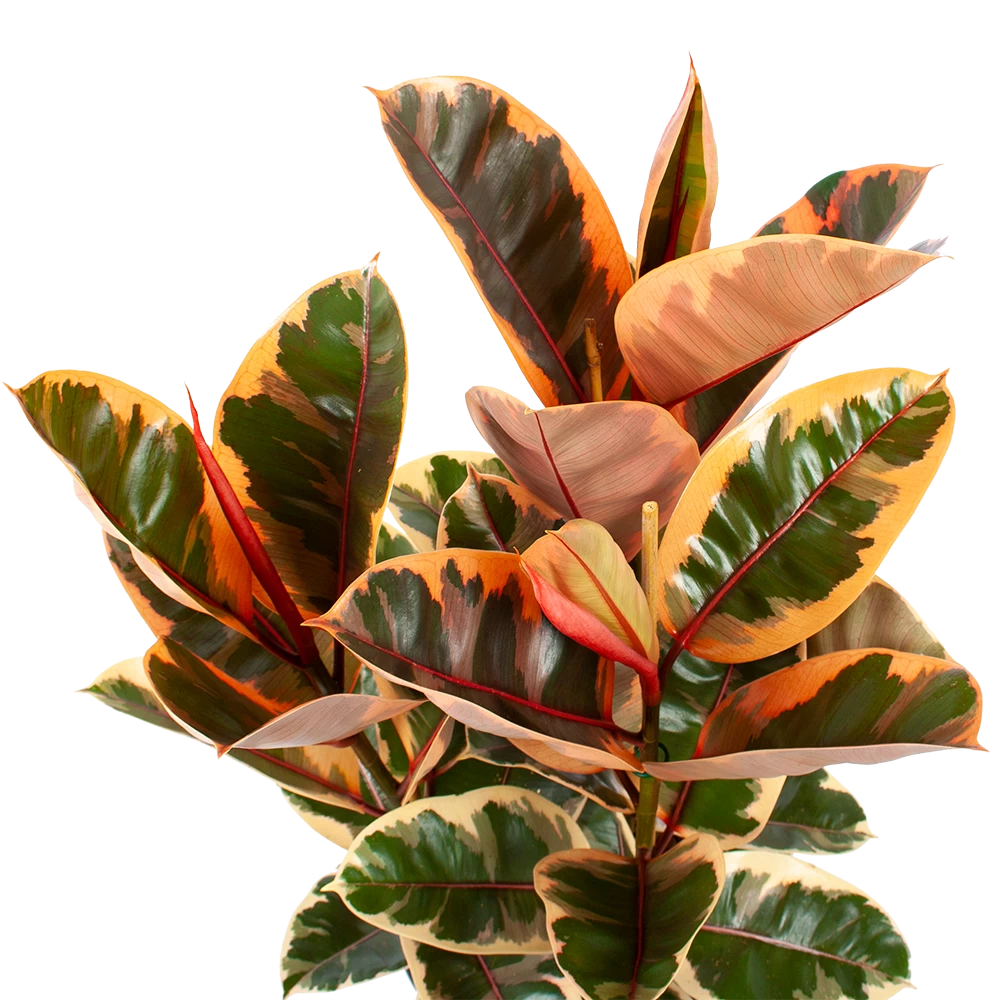 Ficus Elastica Belize - Rubberboom - P27 H100 - Kamerplant 2 Ficus Elastica Belize - Rubberboom - P27 H100 - Kamerplant - Afbeelding 2