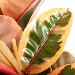 Ficus Elastica Belize - Rubberboom - P27 H100 - Kamerplant 6 Ficus Elastica Belize - Rubberboom - P27 H100 - Kamerplant -Warentuin ficus elastica belize rubberboom p27 h100 6