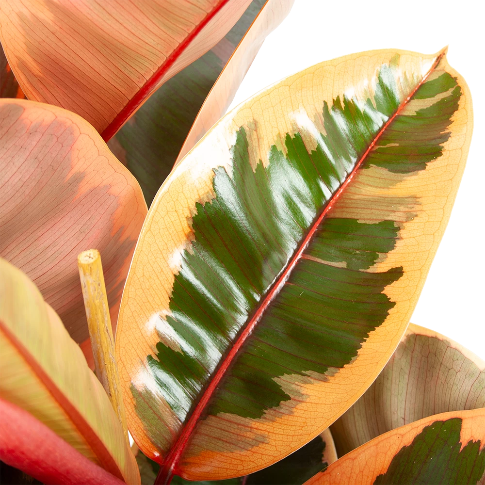 Ficus Elastica Belize - Rubberboom - P27 H100 - Kamerplant 3 Ficus Elastica Belize - Rubberboom - P27 H100 - Kamerplant - Afbeelding 3