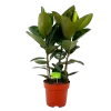 Ficus Elastica Robusta - Rubberboom - P27 H100 - Kamerplant