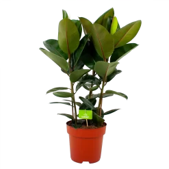 Ficus Elastica Robusta - Rubberboom - P27 H100 - Kamerplant