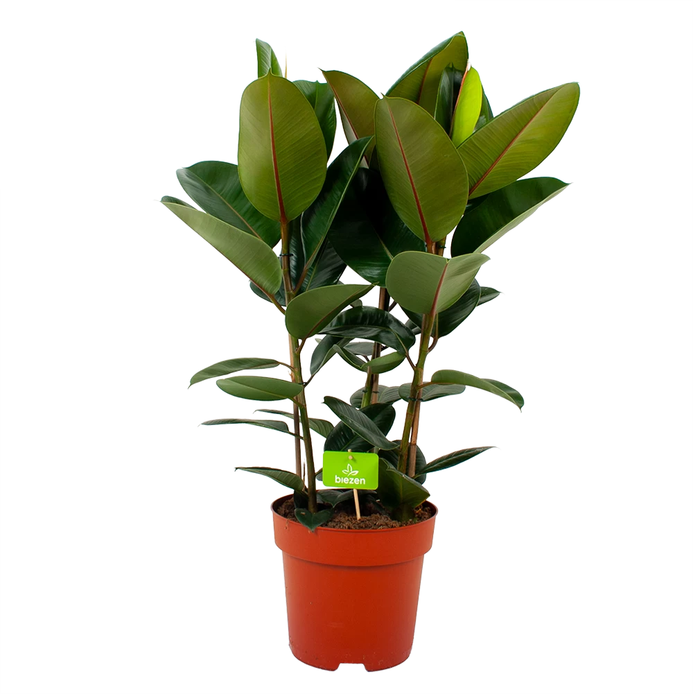 Ficus Elastica Robusta - Rubberboom - P27 H100 - Kamerplant 1 Ficus Elastica Robusta - Rubberboom - P27 H100 - Kamerplant
