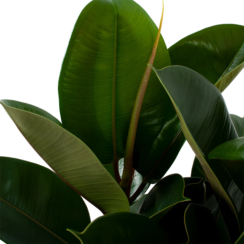 Ficus Elastica Robusta - Rubberboom - P27 H100 - Kamerplant 2 Ficus Elastica Robusta - Rubberboom - P27 H100 - Kamerplant - Afbeelding 2