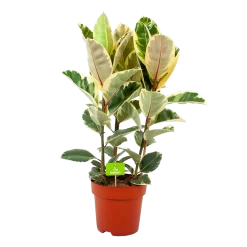 Ficus Elastica Tineke - Rubberboom - P27 H100 - Kamerplant