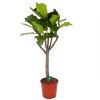 Ficus Lyrata Op Stam - Tabaksplant - P30 H150 - Kamerplant