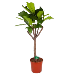 Ficus Lyrata Op Stam - Tabaksplant - P30 H150 - Kamerplant