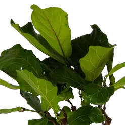 Ficus Lyrata Op Stam - Tabaksplant - P30 H150 - Kamerplant -Warentuin ficus lyrata op stam tabaksplant p30 h150 kamerplant 4