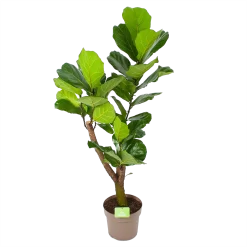 Ficus Lyrata Vertakt - Tabaksplant - P24 H130 - Kamerplant
