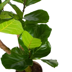 Warentuin -Warentuin ficus lyrata tabaksplant p24 h130 5 3