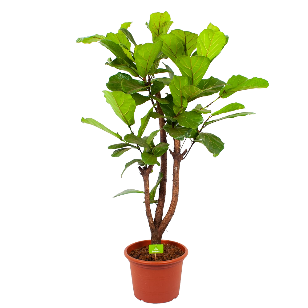 Ficus Lyrata Vertakt - Tabaksplant - P40 H160 - Kamerplant 1 Ficus Lyrata Vertakt - Tabaksplant - P40 H160 - Kamerplant