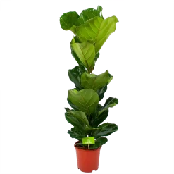 Ficus Lyrata - Tabaksplant - Toef - P21 H90 - Kamerplant