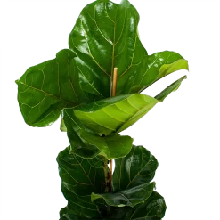 Ficus Lyrata - Tabaksplant - Toef - P21 H90 - Kamerplant -Warentuin ficus lyrata tabaksplant toef p21 h90 6 1