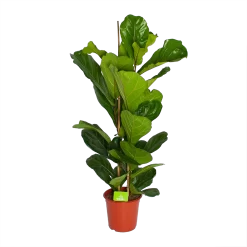 Ficus Lyrata - Tabaksplant - Toef - P24 H120 - Kamerplant