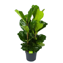 Ficus Lyrata - Tabaksplant - Toef - P34 H120 - Kamerplant