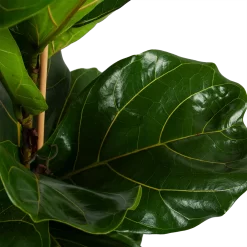 Warentuin -Warentuin ficus lyrata tabaksplant toef p34 h120 4 2