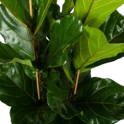 Ficus Lyrata - Tabaksplant - Toef - P34 H120 - Kamerplant -Warentuin ficus lyrata tabaksplant toef p34 h120 5 3
