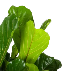 Ficus Lyrata - Tabaksplant - Toef - P34 H120 - Kamerplant -Warentuin ficus lyrata tabaksplant toef p34 h120 6 3