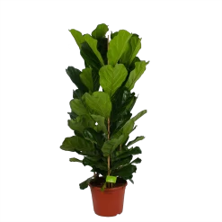 Ficus Lyrata - Tabaksplant - Toef - P35 H150 - Kamerplant