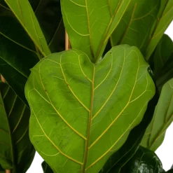 Ficus Lyrata - Tabaksplant - Toef - P35 H150 - Kamerplant -Warentuin ficus lyrata tabaksplant toef p35 h150 6