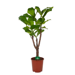 Ficus Lyrata Vertakt - Tabaksplant - P27 H140 - Kamerplant
