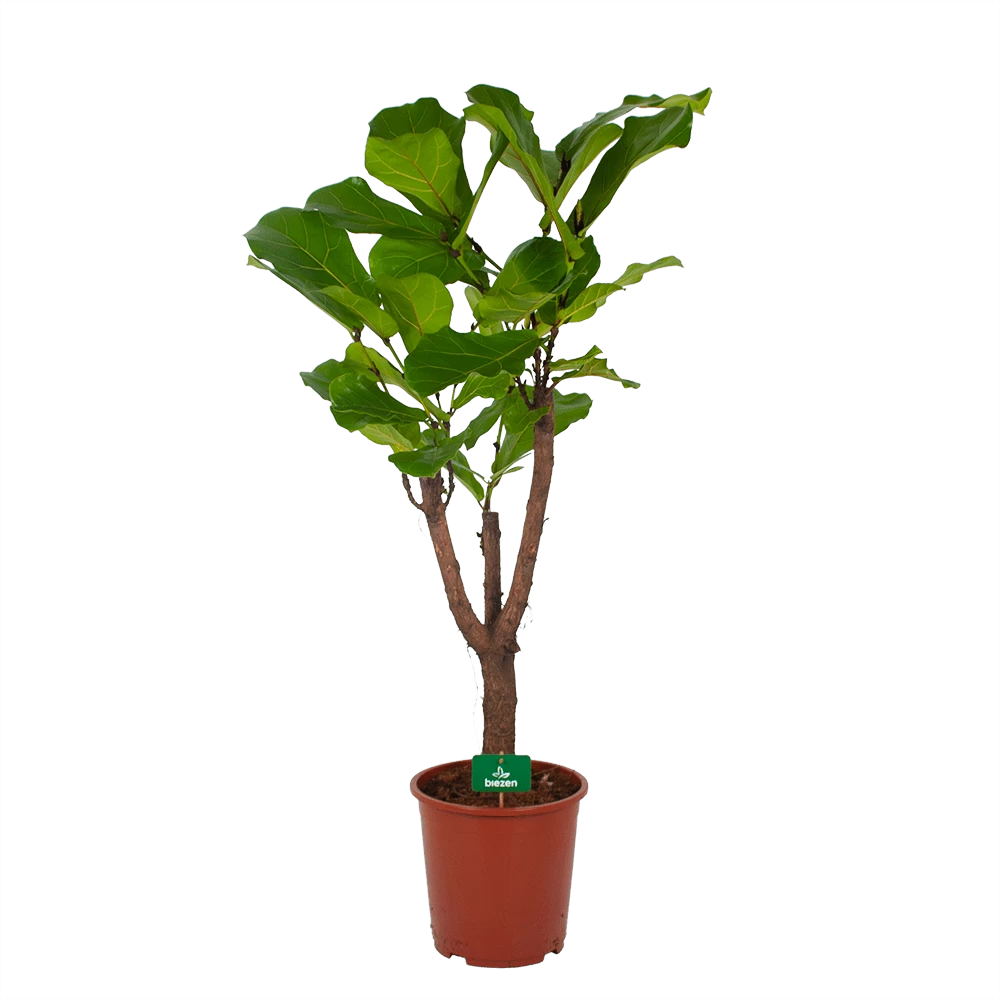 Ficus Lyrata Vertakt - Tabaksplant - P27 H140 - Kamerplant 1 Ficus Lyrata Vertakt - Tabaksplant - P27 H140 - Kamerplant