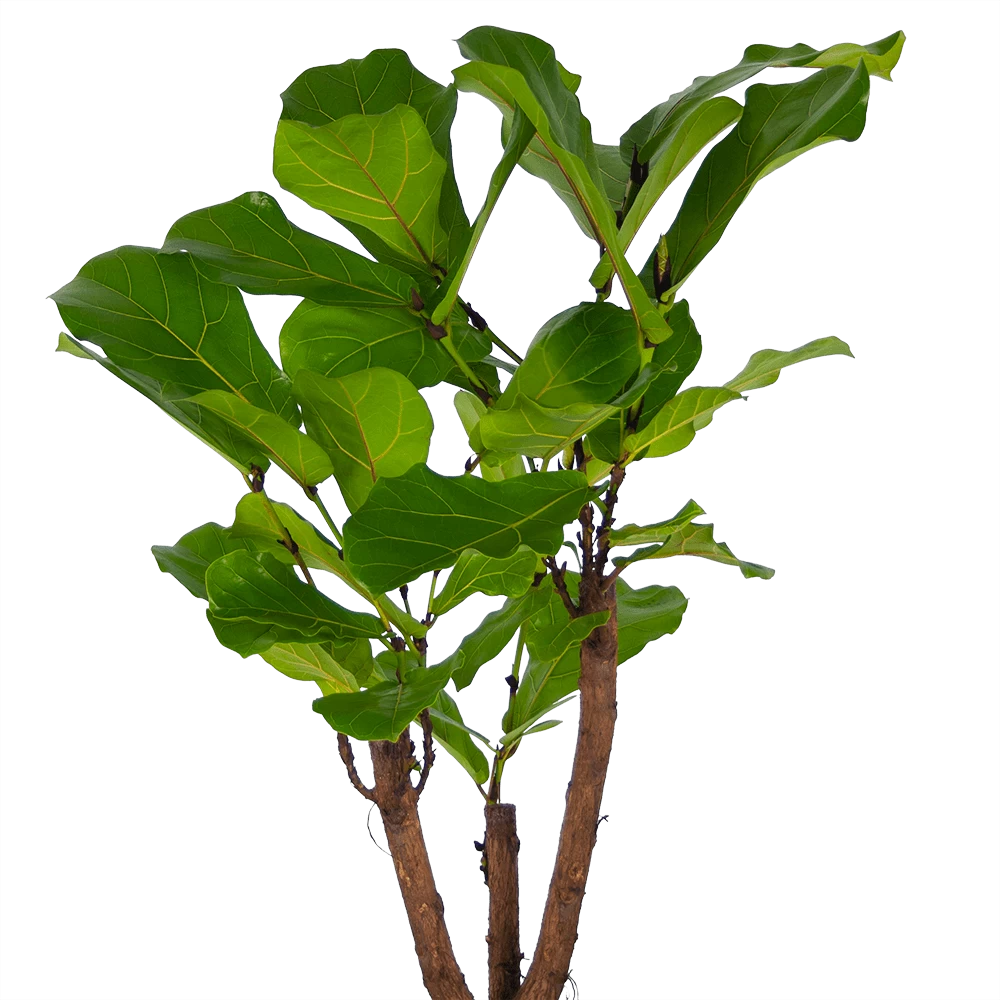 Ficus Lyrata Vertakt - Tabaksplant - P27 H140 - Kamerplant 2 Ficus Lyrata Vertakt - Tabaksplant - P27 H140 - Kamerplant - Afbeelding 2