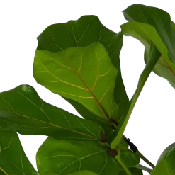 Ficus Lyrata Vertakt - Tabaksplant - P27 H140 - Kamerplant 6 Ficus Lyrata Vertakt - Tabaksplant - P27 H140 - Kamerplant -Warentuin ficus lyrata vertakt tabaksplant p27 h140 kamerplant 4