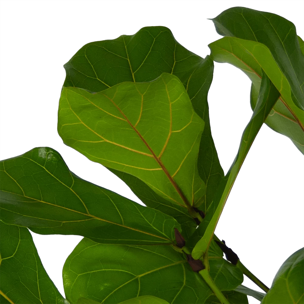 Ficus Lyrata Vertakt - Tabaksplant - P27 H140 - Kamerplant 3 Ficus Lyrata Vertakt - Tabaksplant - P27 H140 - Kamerplant - Afbeelding 3